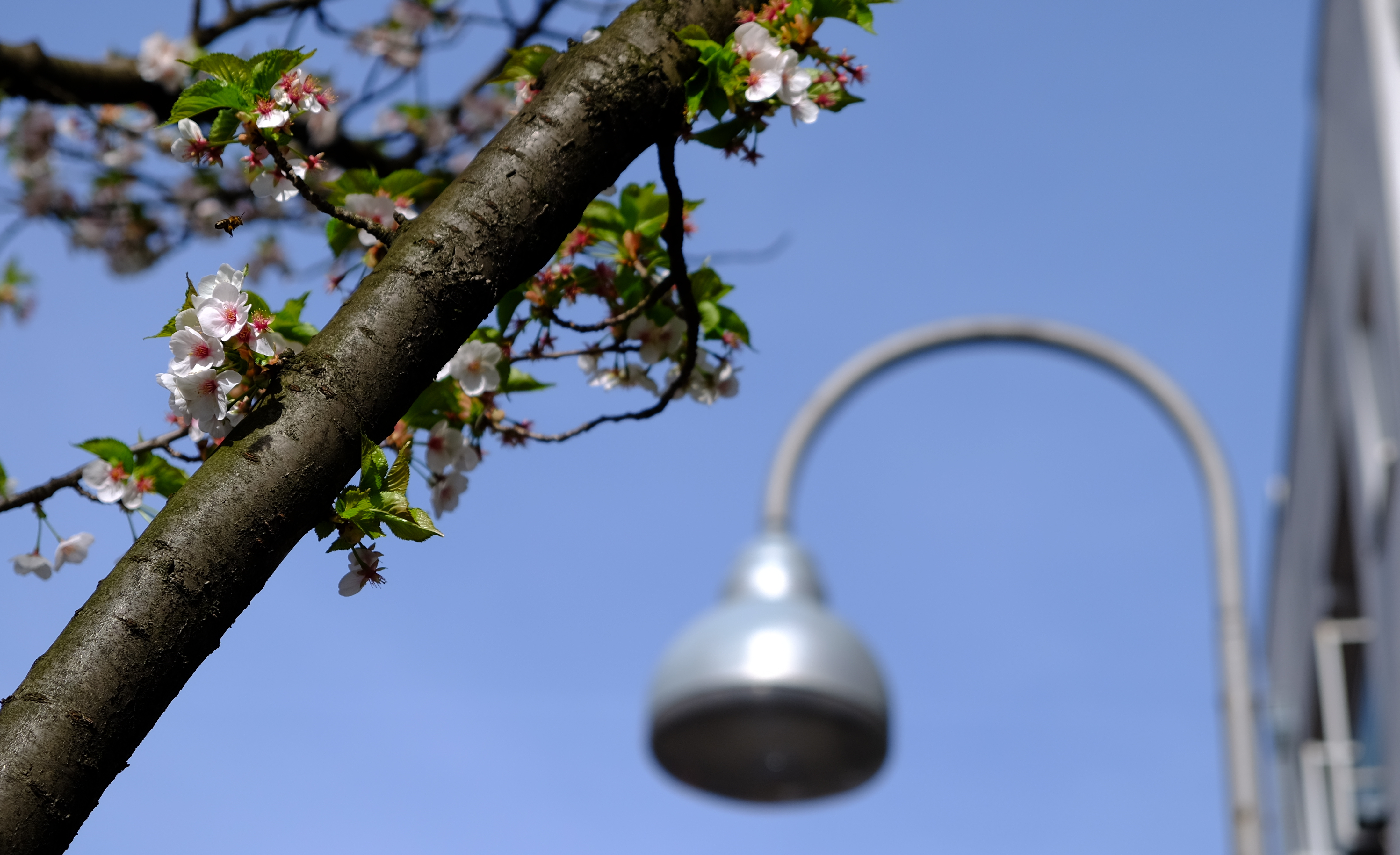 A bee flies from flower to flower in the first days of Spring in Cologne (NRW, Germany).